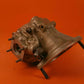 646220A50 Continental Starter Adapter Assy