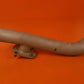 641288 Continental Tube Assy