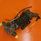 2PR400BRD-5 Pesco Fuel Pump Assy