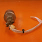 E45C-47 ABSOLUTE PRESSURE SWITCH - W/ CONNECTOR